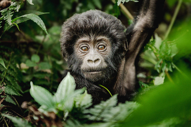 Young gorilla in Uganda forest